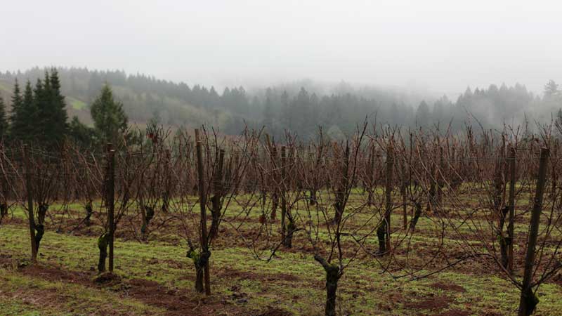 Maresh Vineyard, Willamette Valley Oregon